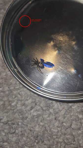 What kind of spider is this?