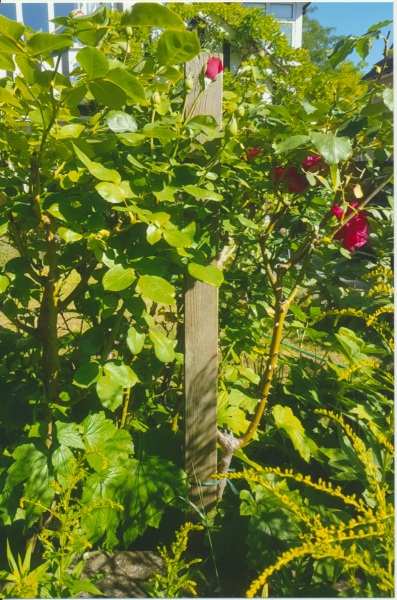 What's the difference between shrub roses and bush roses?