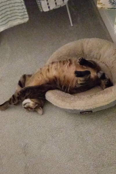 Chicken, Dreamies and Lickelix - the Excellent Cats form a disorderly queue