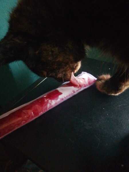 Chicken, Dreamies and Lickelix - the Excellent Cats form a disorderly queue