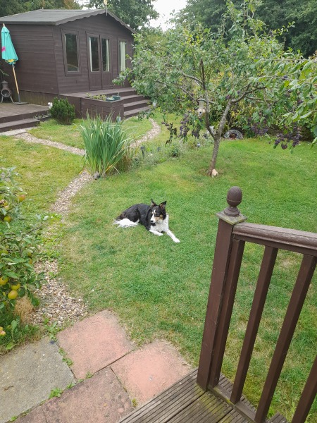 To not like dogs