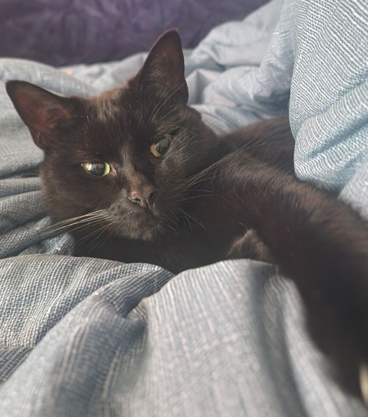 Thread 28 Starmer - Weodmonath