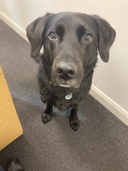 Looking for dog walking bag