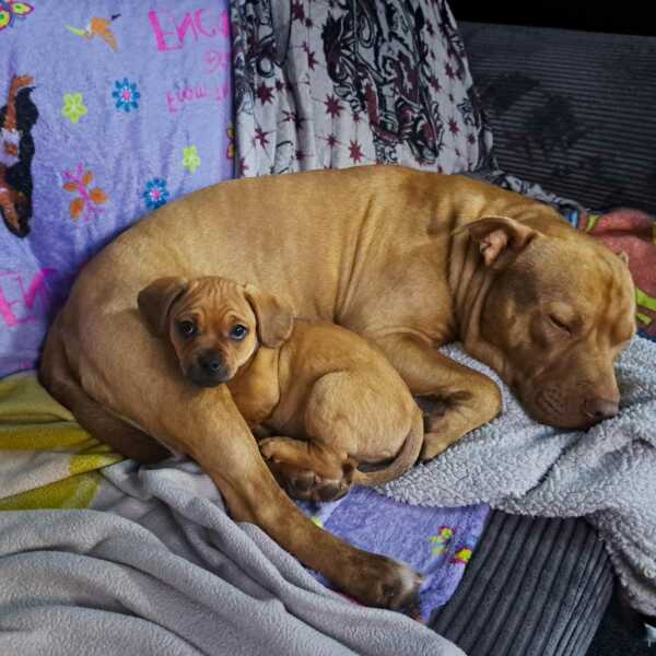 Struggling for puppy name.