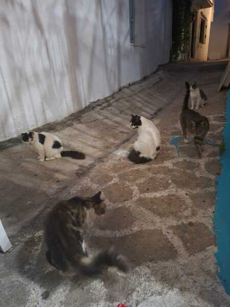 Thread 28 Starmer - Weodmonath