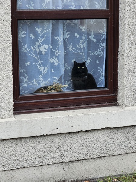 Chicken, Dreamies and Lickelix - the Excellent Cats form a disorderly queue