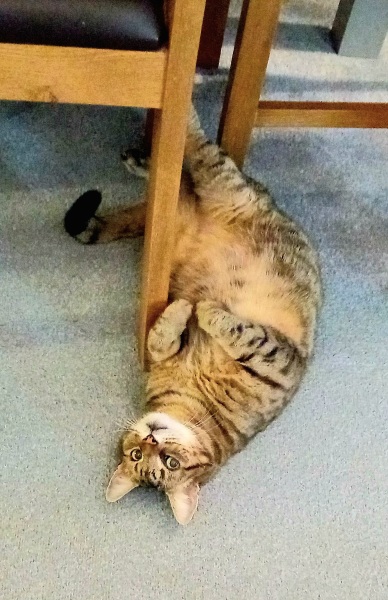 The One after the One where the Excellent Cats posed for a calendar