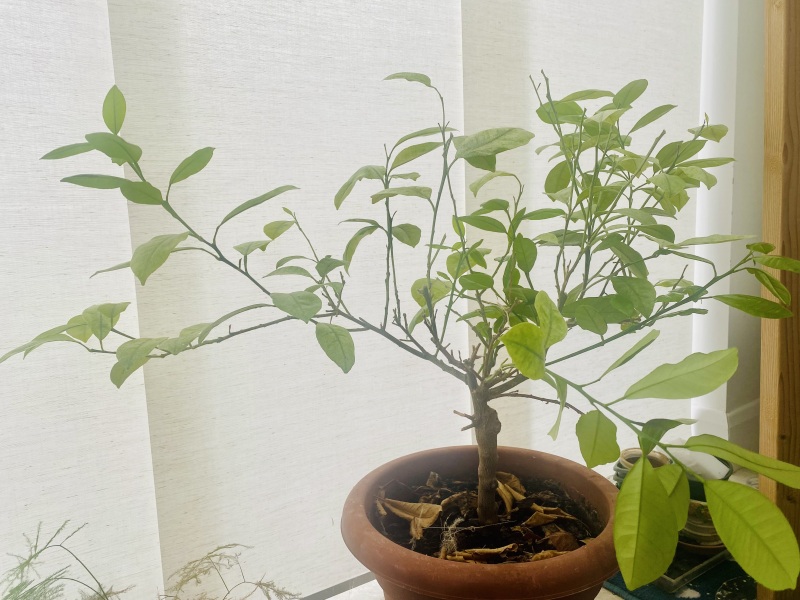 Citrus tree headache