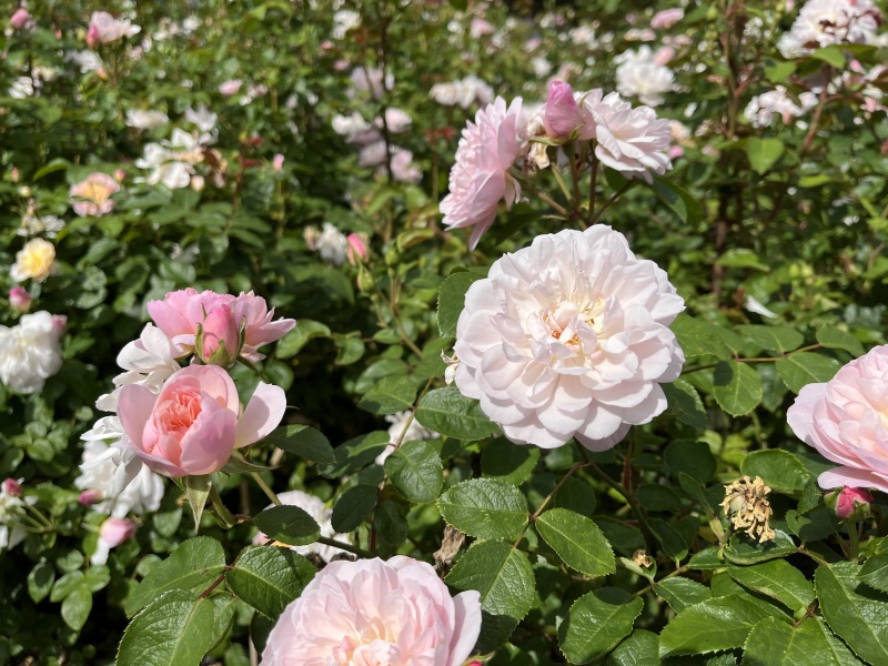 Thread 30 Starmer - Magic Roundabouts