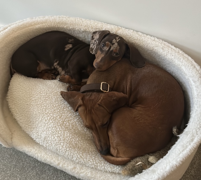 Dogs suddenly everywhere