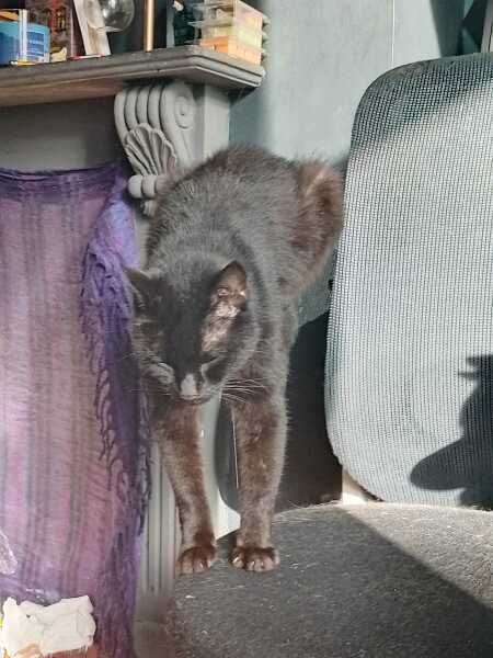 Chicken, Dreamies and Lickelix - the Excellent Cats form a disorderly queue