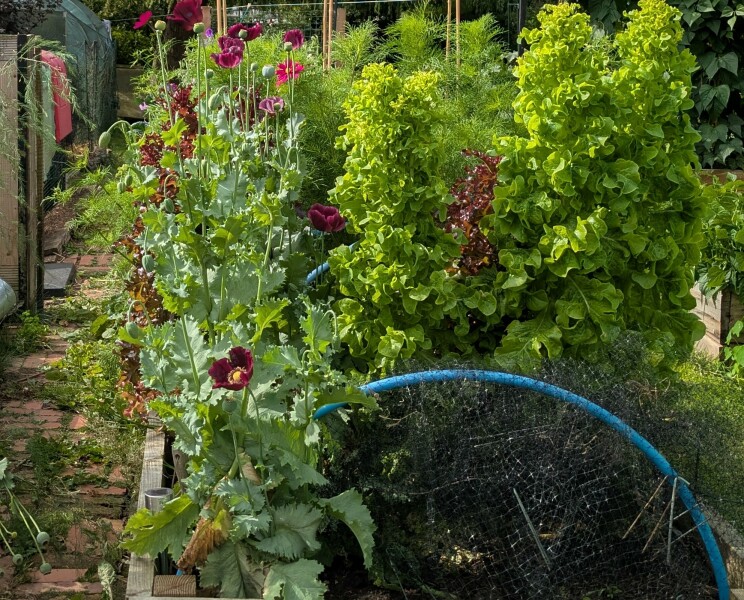 What have you done in the garden today? Part 7