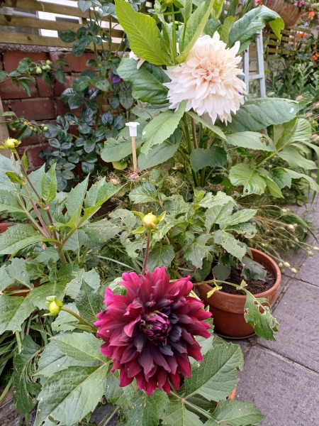 Who wants to look at my dahlias