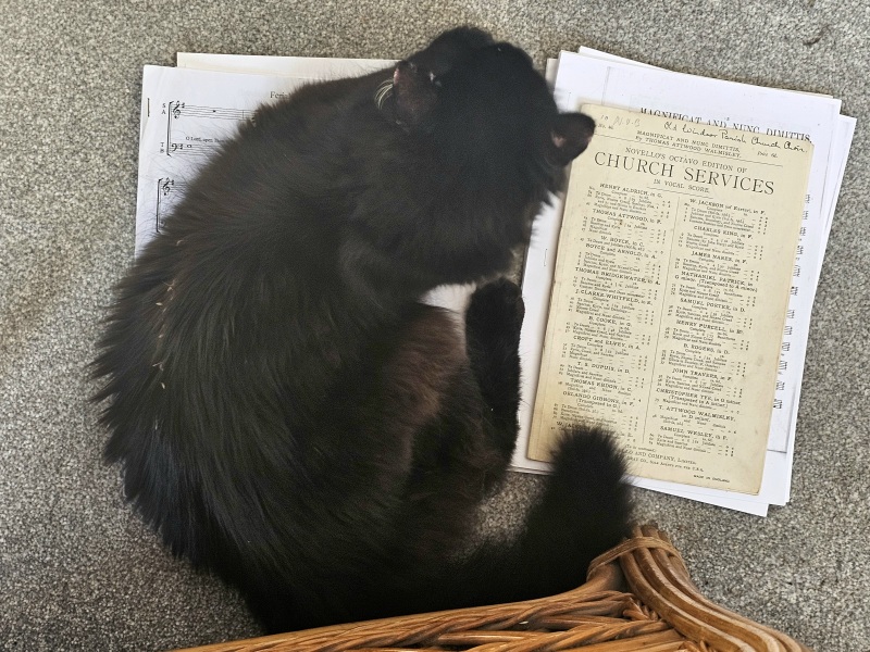 Chicken, Dreamies and Lickelix - the Excellent Cats form a disorderly queue