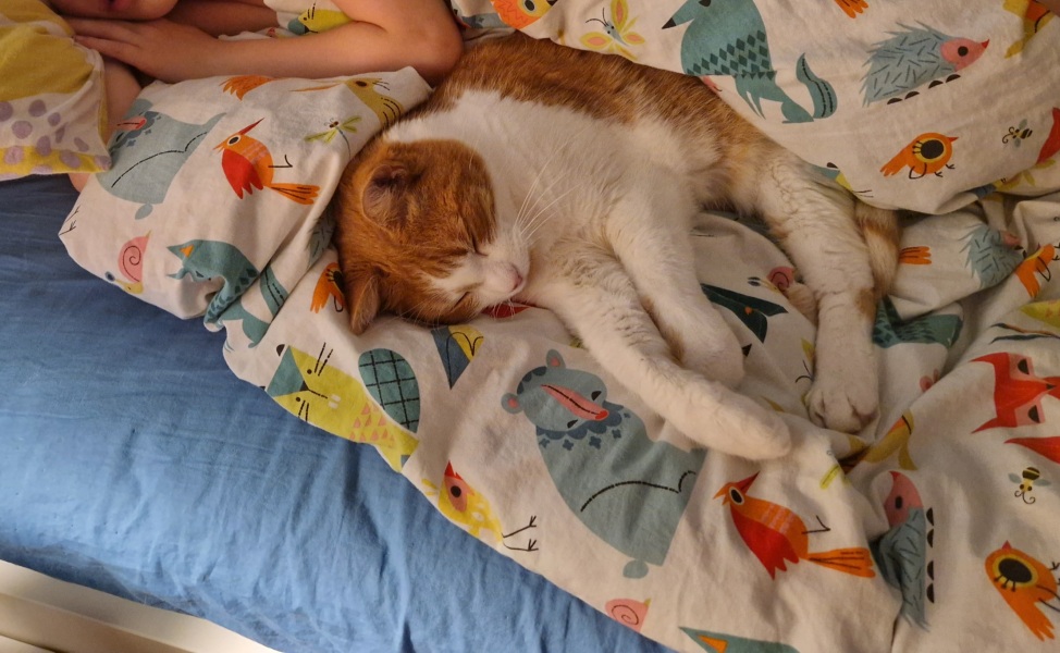 The One after the One where the Excellent Cats posed for a calendar