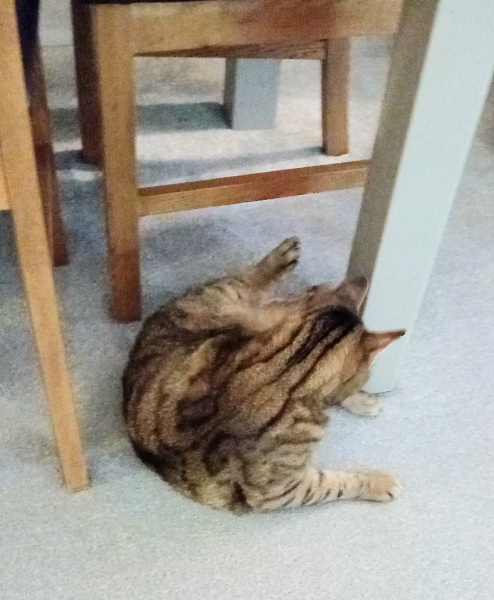 The One after the One where the Excellent Cats posed for a calendar