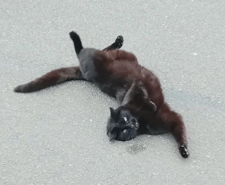 The One after the One where the Excellent Cats posed for a calendar