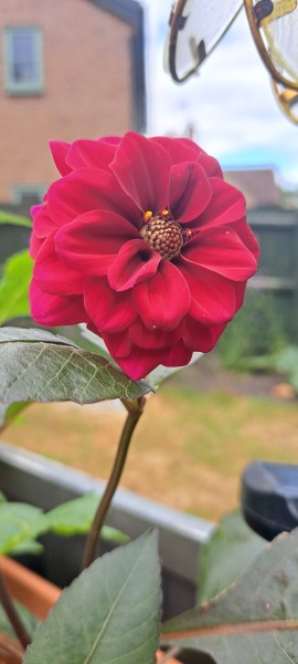 Who wants to look at my dahlias