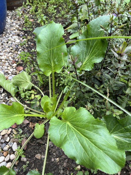 What is this please