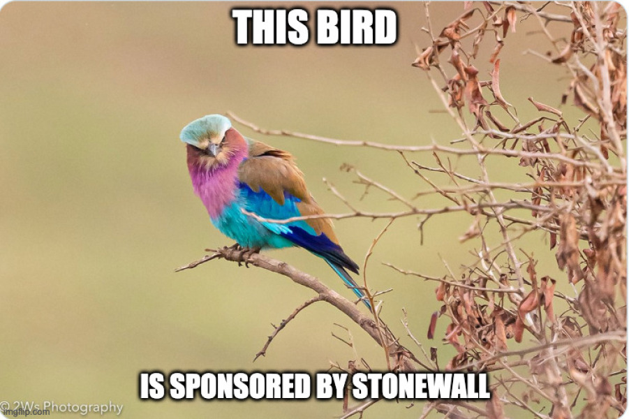 Feminist birds