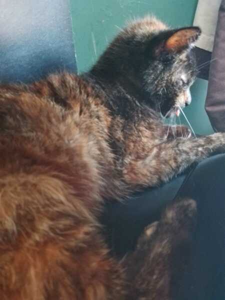 Chicken, Dreamies and Lickelix - the Excellent Cats form a disorderly queue