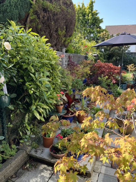 What have you done in the garden today? Part 7