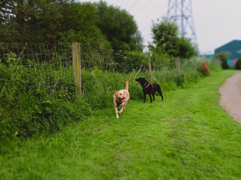 Dogs suddenly everywhere