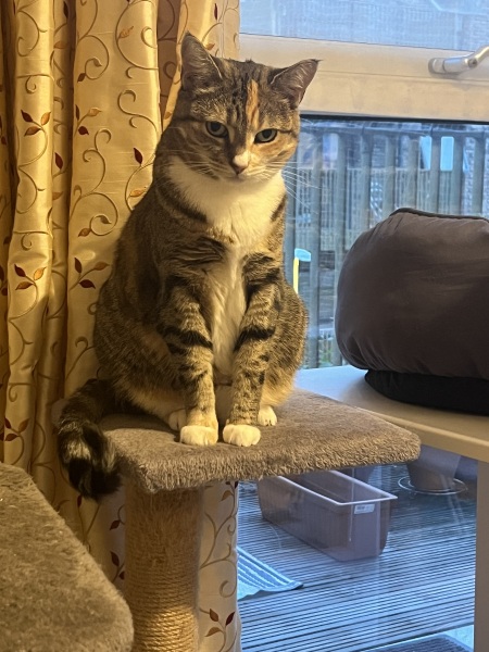 Chicken, Dreamies and Lickelix - the Excellent Cats form a disorderly queue