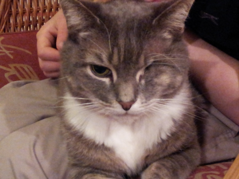 My cat needs to have an eye removed - any experiences?