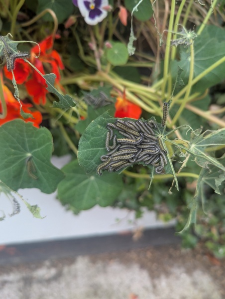 To think you don’t catch a butterfly and take it round M&S