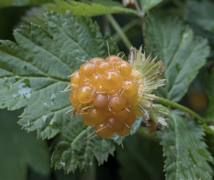 Thread 29 Starmer - Paint your Bandwagon