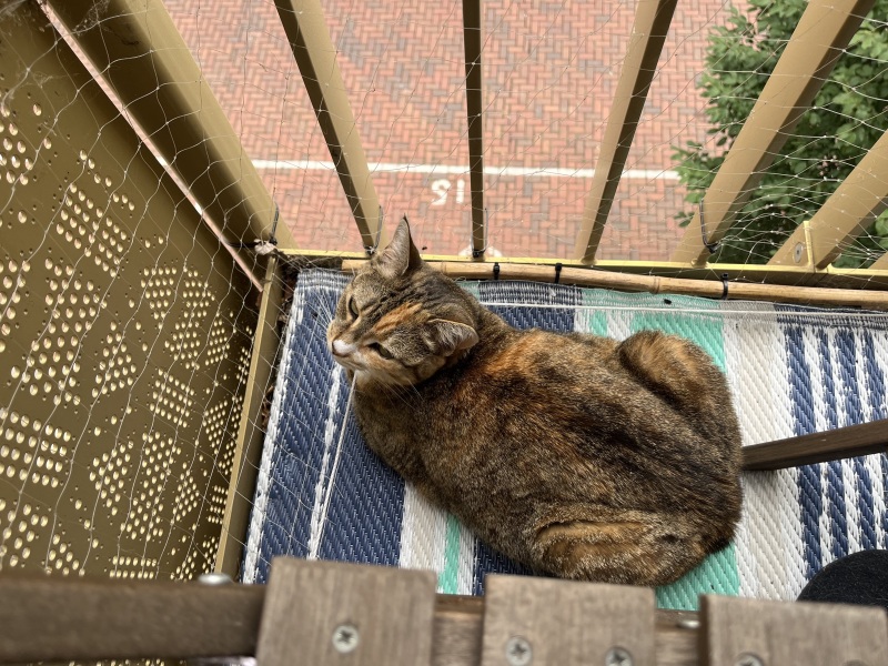 The One after the One where the Excellent Cats posed for a calendar