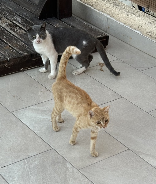 Chicken, Dreamies and Lickelix - the Excellent Cats form a disorderly queue