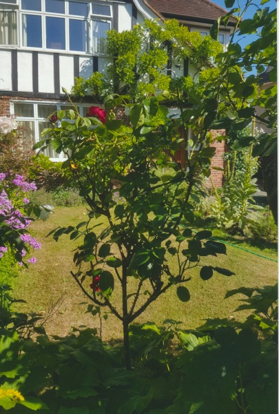 What's the difference between shrub roses and bush roses?