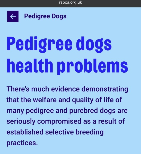 Dogs everywhere!