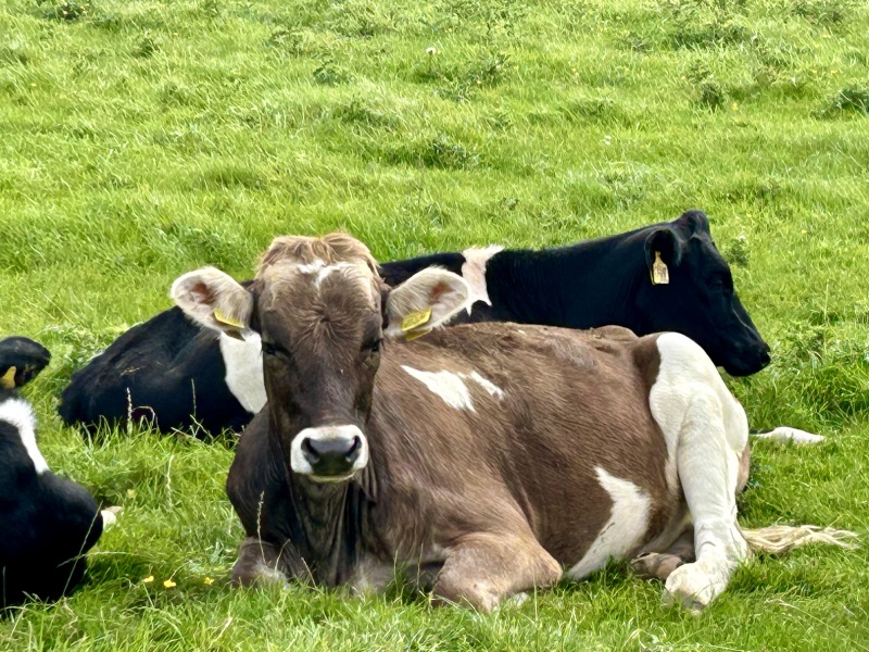 Questions about cows