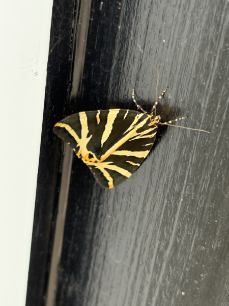 MOTHS EVERYWHERE!!!!!!