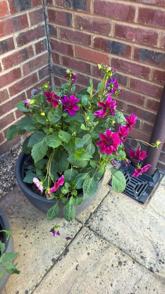 Who wants to look at my dahlias