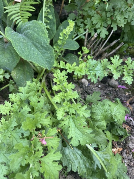 What are these?