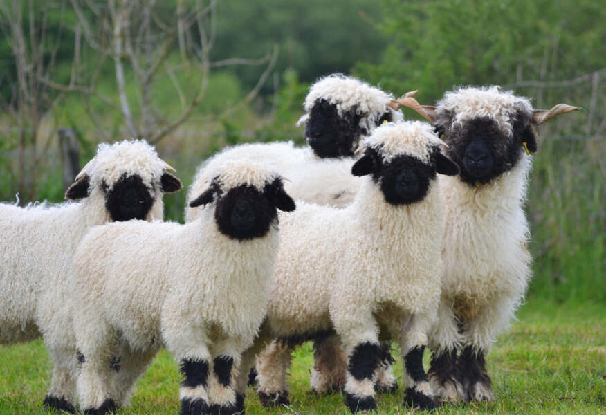 Does anyone have Ouessant sheep?