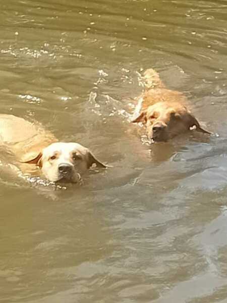 Dogs suddenly everywhere