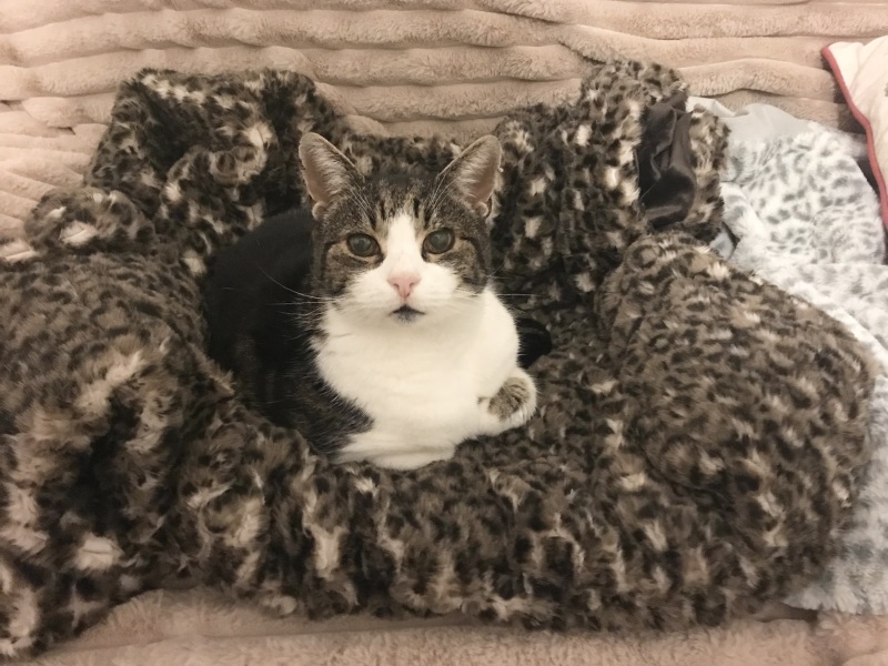 Is Whiskas really that bad??