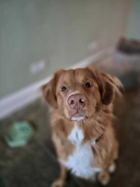 Looking for dog walking bag