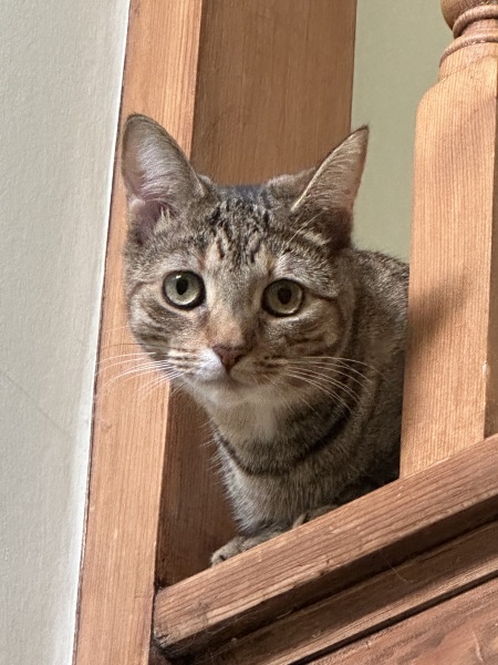 The One after the One where the Excellent Cats posed for a calendar