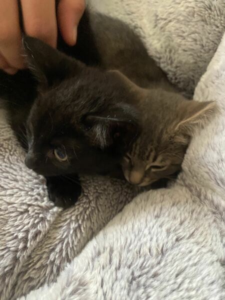 Kitten food