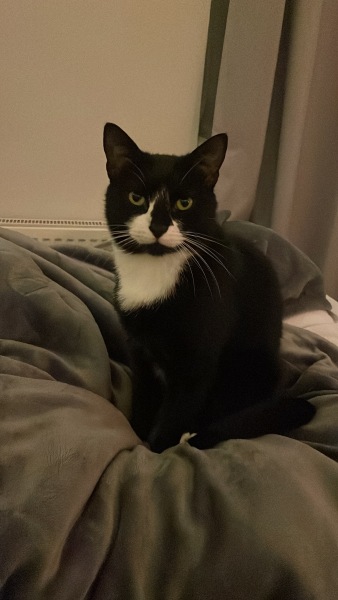 Just been offered a kitten - would I be foolish to say yes?