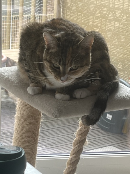 Chicken, Dreamies and Lickelix - the Excellent Cats form a disorderly queue