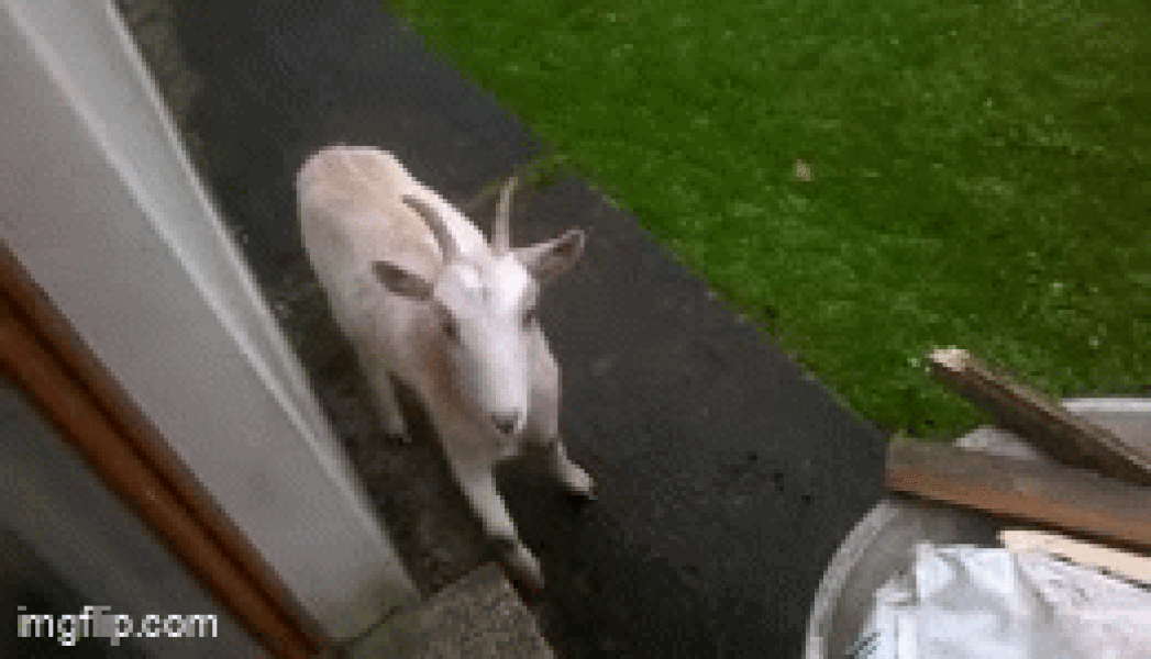 WIBU to reassure this child that my dog is friendly
