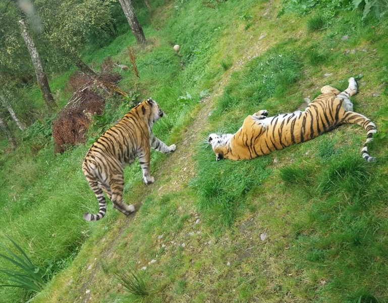 Thread 30 Starmer - Magic Roundabouts