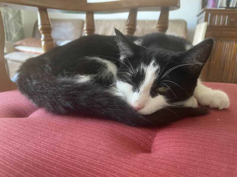 Cat attacked